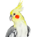 Search for cockatiel bird clothing Birds