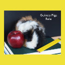 Search for guinea pig posters Animal