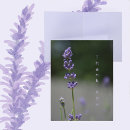 Search for photographs note cards Nature