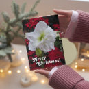 Search for amaryllis christmas cards Floral