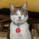 Search for cat supplies Fun