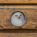 Search for bird knobs and pulls Raptor