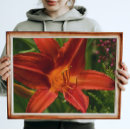 Search for hemerocallis posters Daylily