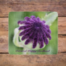 Search for seedhead Botanical