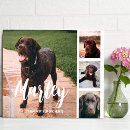 Search for christmas pet portraits Memories