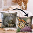 Search for grey squirrel Forest