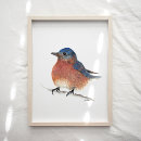 Search for bluebird art Birds of north america