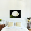 Search for calla posters Plant