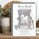 Search for bichon frise invitations Breed