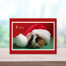 Search for guinea pig christmas cards Cavy