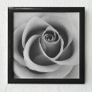 Search for black white rose photography art Roses
