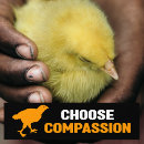 Search for compassion bumper stickers Animal rights