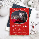 Search for white cat christmas cards Pet