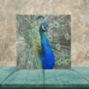Search for blue peacock tiles Animal