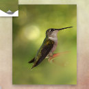 Search for backyard birds posters Hummingbird