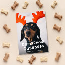 Search for dog and cat christmas cards Funny