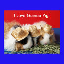 Search for guinea pig posters Animal