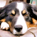 Search for border collie painting posters Pet