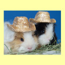 Search for cute pig posters Cavy