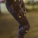 Search for cats leggings Black cat