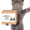 Search for black kittens stickers Black and white cat