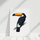 Search for toucan posters Wildlife