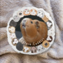 Search for guinea pig cushions Cute