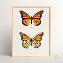 Search for entomology posters Vintage