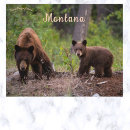 Search for montana postcards Wildlife