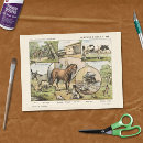 Search for farm animal tissue paper Ephemera