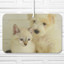 Search for funny interior car accessories Pretty