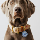 Search for deaf dog I am deaf