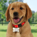 Search for dog tags Cute