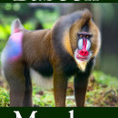 Search for monkey gifts Ape