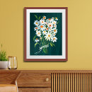 Search for daisy posters Daisies