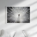 Search for white peacock art Black and white
