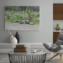 Search for alligator posters Florida