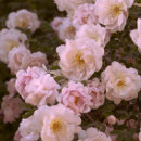 Search for dark pink rose postcards Flowers