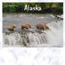 Search for cub postcards Wildlife