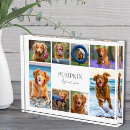 Search for dog memorial photo display Create your own