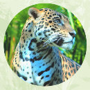Search for cats jaguar stickers Big cat