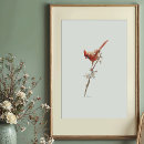 Search for northern cardinal posters Cardinalis cardinalis