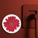 Search for gerber daisy magnets Nature