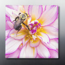 Search for bumble magnets Summer