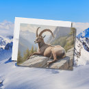 Search for ibex Nature