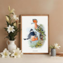 Search for hoopoe posters Exotic