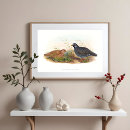 Search for quails Vintage