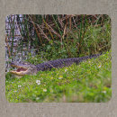 Search for wetland mousepads Florida
