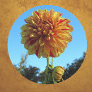 Search for yellow dahlia stickers Summer