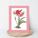 Search for flower bulbs postcards Amaryllis